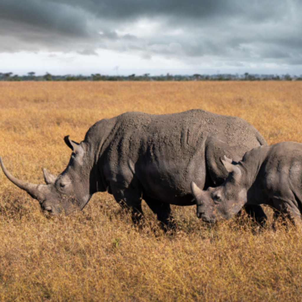 Ce voyage en terres sauvages vous emmène à la rencontre des animaux lors de ce safari au Kanya !